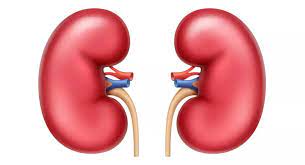 Kidney: Five Signs That It May Be Affected