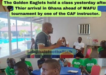 Golden Eaglets